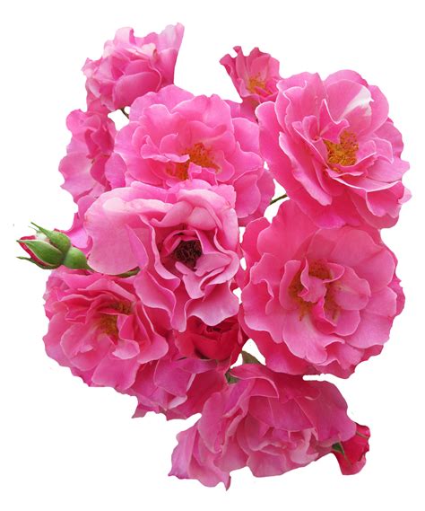 flowers png transparent